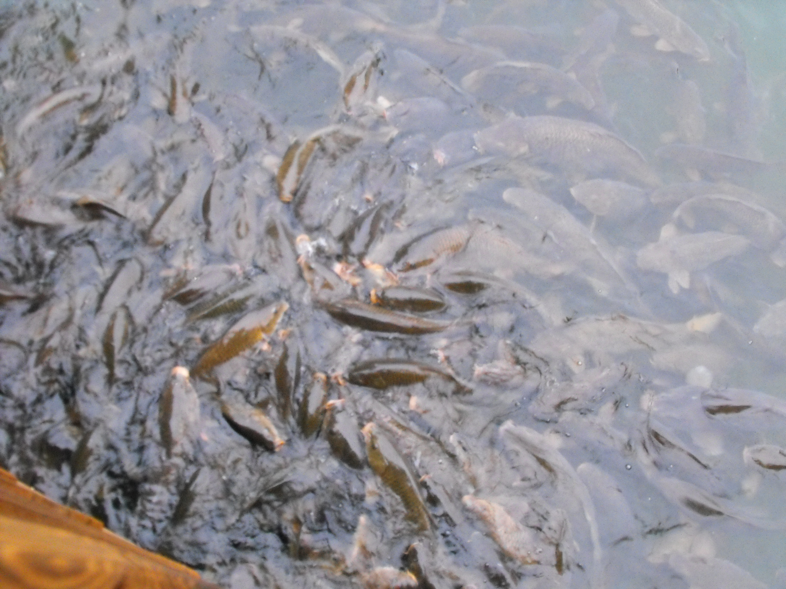 ./2010/Smith Mountain Lake/DSCF3189.JPG